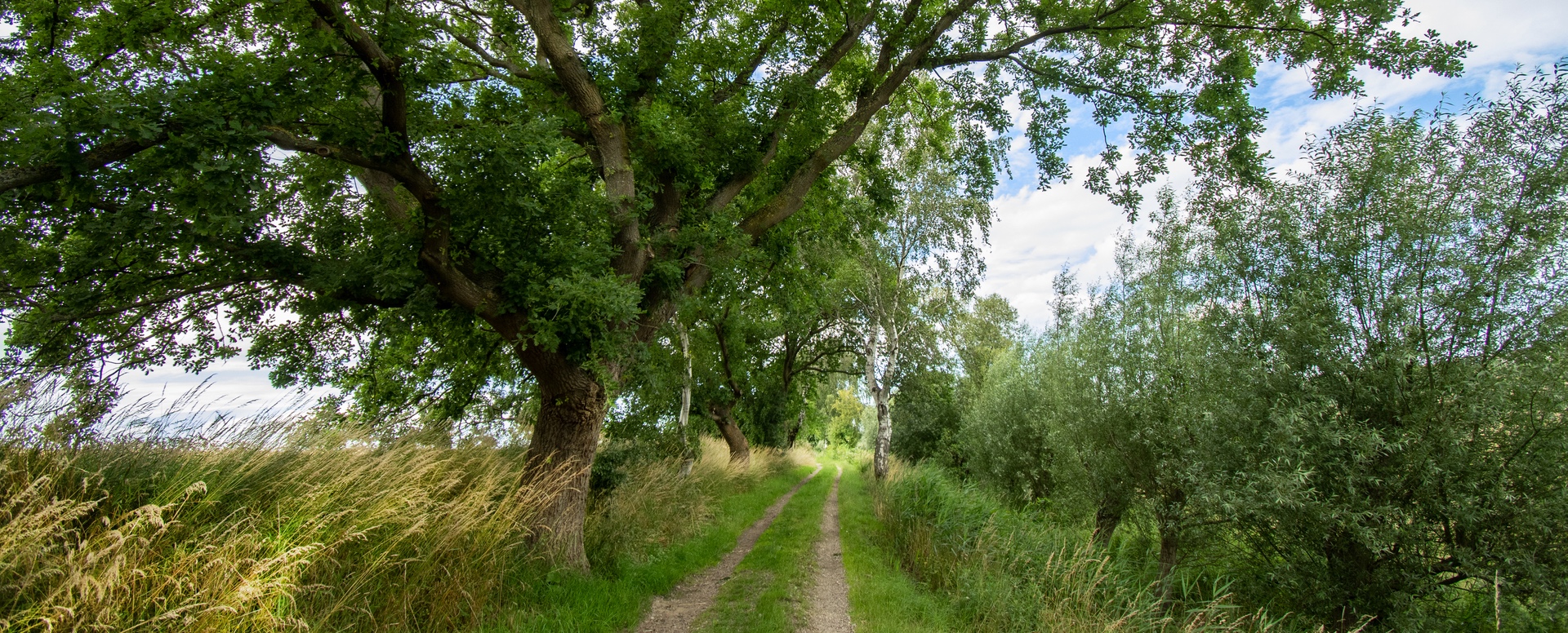 Feldweg mit Eiche